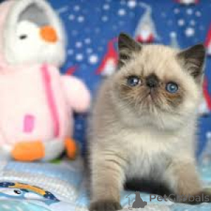 Foto №3. Chatons Exotic Shorthair zum Verkauf. Belgien