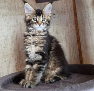 Foto №1. maine-coon-katze - zum Verkauf in der Stadt Licht | 350€ | Ankündigung № 177647