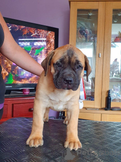 Foto №1. bullmastiff - zum Verkauf in der Stadt Eksjo | 850€ | Ankündigung № 168259