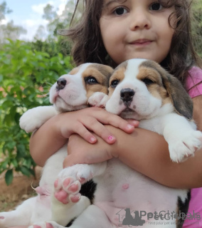 Foto №2 zu Ankündigung № 158413 zu verkaufen beagle - einkaufen Schweden 