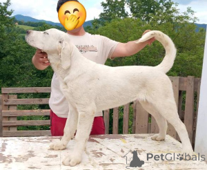 Foto №4. Ich werde verkaufen zentralasiatischer owtscharka in der Stadt Gornji Milanovac.  - preis - verhandelt