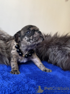 Foto №2 zu Ankündigung № 11047 zu verkaufen französische bulldogge - einkaufen Kasachstan vom kindergarten