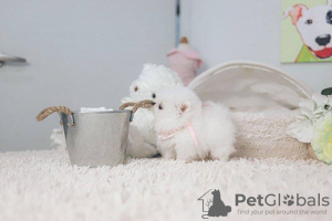 Foto №2 zu Ankündigung № 97161 zu verkaufen pommersche spitz - einkaufen USA quotient 	ankündigung