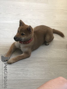 Foto №3. Shiba Inu Mädchen 3,5 Monate verkaufen. Weißrussland