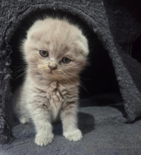 Foto №1. siamkatze - zum Verkauf in der Stadt Langenfeld | 350€ | Ankündigung № 178461