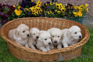 Foto №1. golden retriever - zum Verkauf in der Stadt Berlin | Frei | Ankündigung № 160173