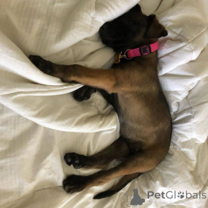 Foto №2 zu Ankündigung № 165303 zu verkaufen belgischer schäferhund - einkaufen Frankreich züchter