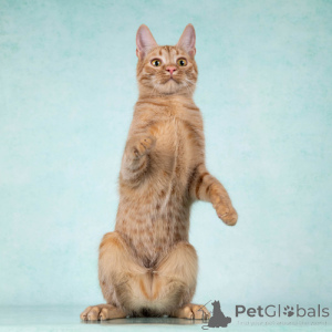 Foto №4. Ich werde verkaufen  in der Stadt Moskova. quotient 	ankündigung - preis - Frei