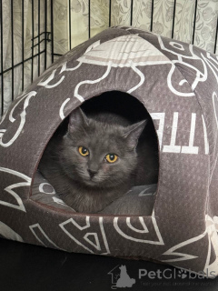 Foto №2 zu Ankündigung № 140886 zu verkaufen  - einkaufen Russische Föderation 