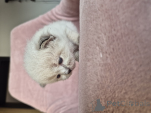 Foto №3. Sibirische Kätzchen. Polen