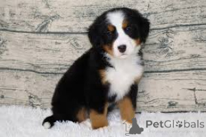 Foto №3. Adorables chiots Bouvier Bernois à vendre. Frankreich