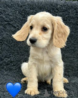 Foto №4. Ich werde verkaufen english cocker spaniel in der Stadt Pano Lefkara. quotient 	ankündigung - preis - verhandelt
