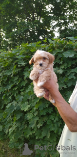 Foto №1. mischlingshund - zum Verkauf in der Stadt Minsk | 679€ | Ankündigung № 53286
