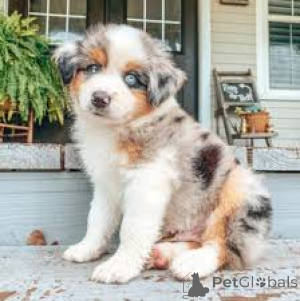 Foto №2 zu Ankündigung № 161874 zu verkaufen australian shepherd - einkaufen USA quotient 	ankündigung, züchter