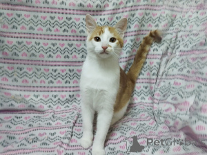 Foto №2 zu Ankündigung № 157454 zu verkaufen  - einkaufen Weißrussland quotient 	ankündigung