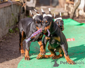 Foto №1. dobermann - zum Verkauf in der Stadt Bremen | 900€ | Ankündigung № 148995