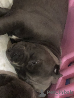 Foto №3. Prachtige Cane Corso Welpen. Belgien