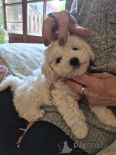 Foto №1. bichon frisé - zum Verkauf in der Stadt Heinävessi | Frei | Ankündigung № 176566