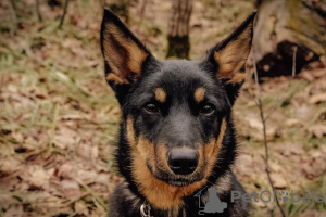 Foto №3. Das charmante Kumiko sucht ein Zuhause. Russische Föderation