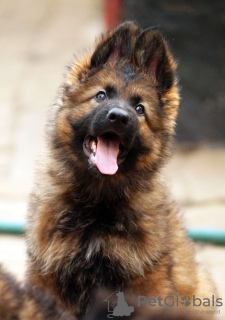 Foto №4. Ich werde verkaufen deutscher schäferhund in der Stadt Сан-Мигел. quotient 	ankündigung, züchter - preis - 600€