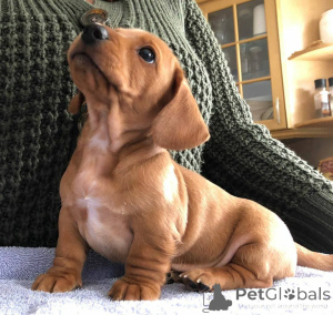 Foto №2 zu Ankündigung № 137780 zu verkaufen mischlingshund - einkaufen USA züchter