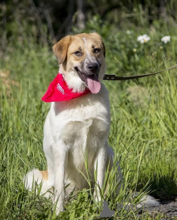 Foto №4. Ich werde verkaufen mischlingshund in der Stadt Москва. quotient 	ankündigung - preis - Frei