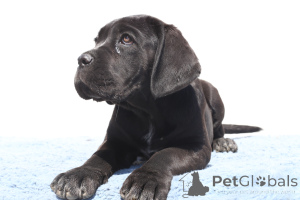 Foto №4. Ich werde verkaufen cane corso italiano in der Stadt Buzău. züchter - preis - 1700€