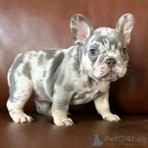 Foto №1. französische bulldogge - zum Verkauf in der Stadt Ohio City | verhandelt | Ankündigung № 123126