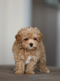 Foto №3. Flauschige kleine Maltipoos Ihr neuer bester Freund erwartet Sie!. Deutschland