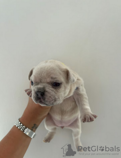 Foto №1. französische bulldogge - zum Verkauf in der Stadt Cape May | 426€ | Ankündigung № 108852