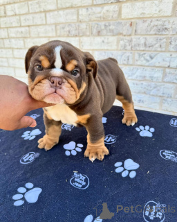 Foto №3. Wunderschöne englische Bulldoggen-Welpen suchen ein liebevolles neues Zuhause. Deutschland