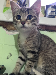 Foto №1.  - zum Verkauf in der Stadt Moskwa | Frei | Ankündigung № 156080