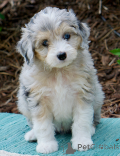 Foto №1. australian shepherd - zum Verkauf in der Stadt Gann. Munden | 300€ | Ankündigung № 174956