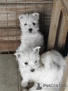 Foto №2 zu Ankündigung № 81874 zu verkaufen west highland white terrier - einkaufen Serbien züchter