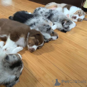 Foto №2 zu Ankündigung № 157515 zu verkaufen australian shepherd - einkaufen Deutschland quotient 	ankündigung