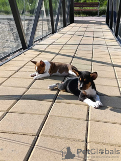 Zusätzliche Fotos: Basenji-Welpen zu verkaufen