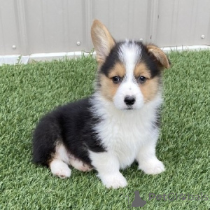 Foto №1. welsh corgi - zum Verkauf in der Stadt Vilnius | verhandelt | Ankündigung № 175934