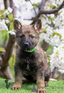 Foto №4. Ich werde verkaufen deutscher schäferhund in der Stadt Kragujevac.  - preis - verhandelt