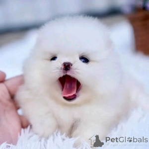 Foto №4. Ich werde verkaufen  in der Stadt Badajoz.  - preis - verhandelt