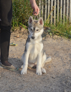 Foto №1. siberian husky - zum Verkauf in der Stadt Perm | 171€ | Ankündigung № 3650