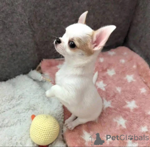 Foto №2 zu Ankündigung № 163572 zu verkaufen  - einkaufen Kanada 