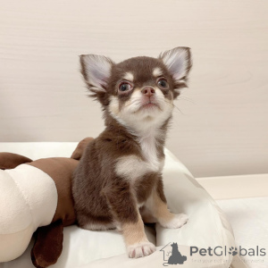 Foto №2 zu Ankündigung № 151219 zu verkaufen chihuahua - einkaufen Deutschland quotient 	ankündigung