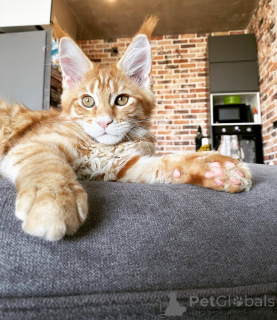 Foto №2 zu Ankündigung № 144961 zu verkaufen maine-coon-katze - einkaufen Deutschland züchter