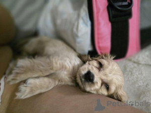 Foto №2 zu Ankündigung № 176022 zu verkaufen english cocker spaniel - einkaufen Belgien quotient 	ankündigung