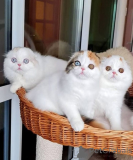 Foto №1.  - zum Verkauf in der Stadt Denilique | verhandelt | Ankündigung № 161952