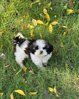 Foto №1. shih tzu - zum Verkauf in der Stadt Berlin | verhandelt | Ankündigung № 68981