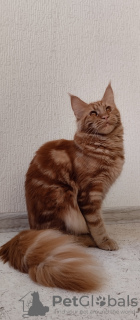 Foto №4. Ich werde verkaufen maine-coon-katze in der Stadt Gelendzhik. züchter - preis - 539€