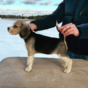 Foto №1. beagle - zum Verkauf in der Stadt Ramenskoje | 451€ | Ankündigung № 5088
