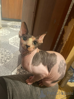 Foto №1.  - zum Verkauf in der Stadt Minsk | 47€ | Ankündigung № 147111