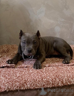 Foto №4. Ich werde verkaufen american bully in der Stadt Belgrad. züchter - preis - verhandelt